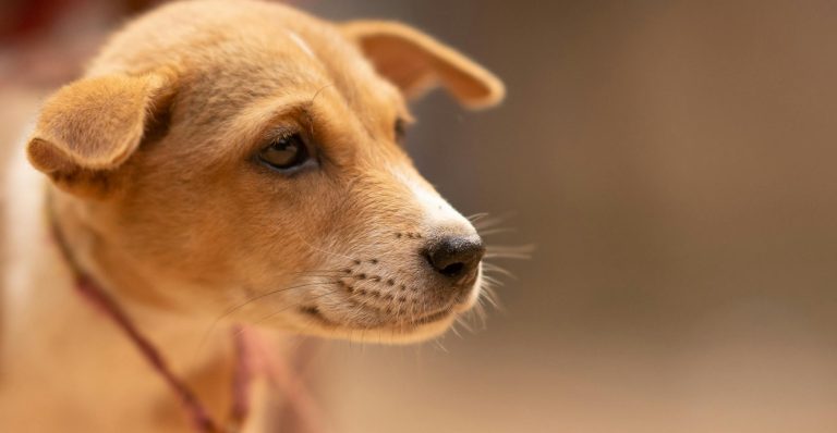 Зображення до статті від Pragyan Bezbaruah