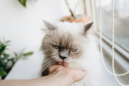 Зображення до статті від Tranmautritam