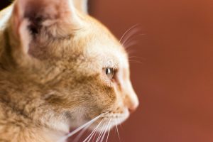 Зображення до статті від Souvik Banerjee