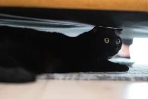 Зображення до статті від Sergei Marchenko