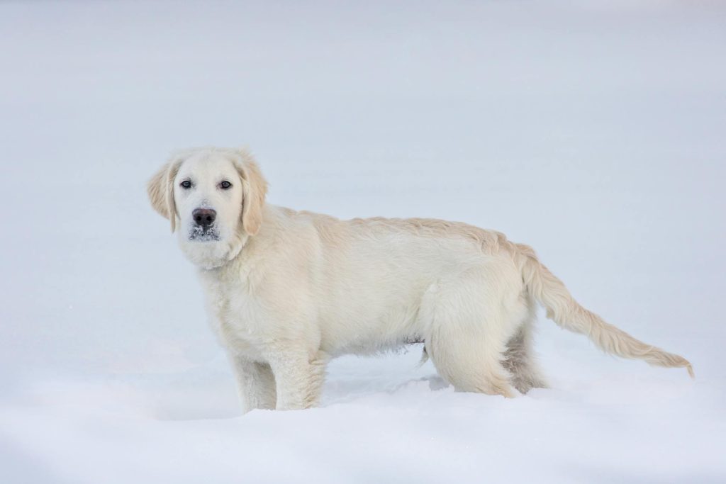 Зображення до статті від Mohan Nannapaneni