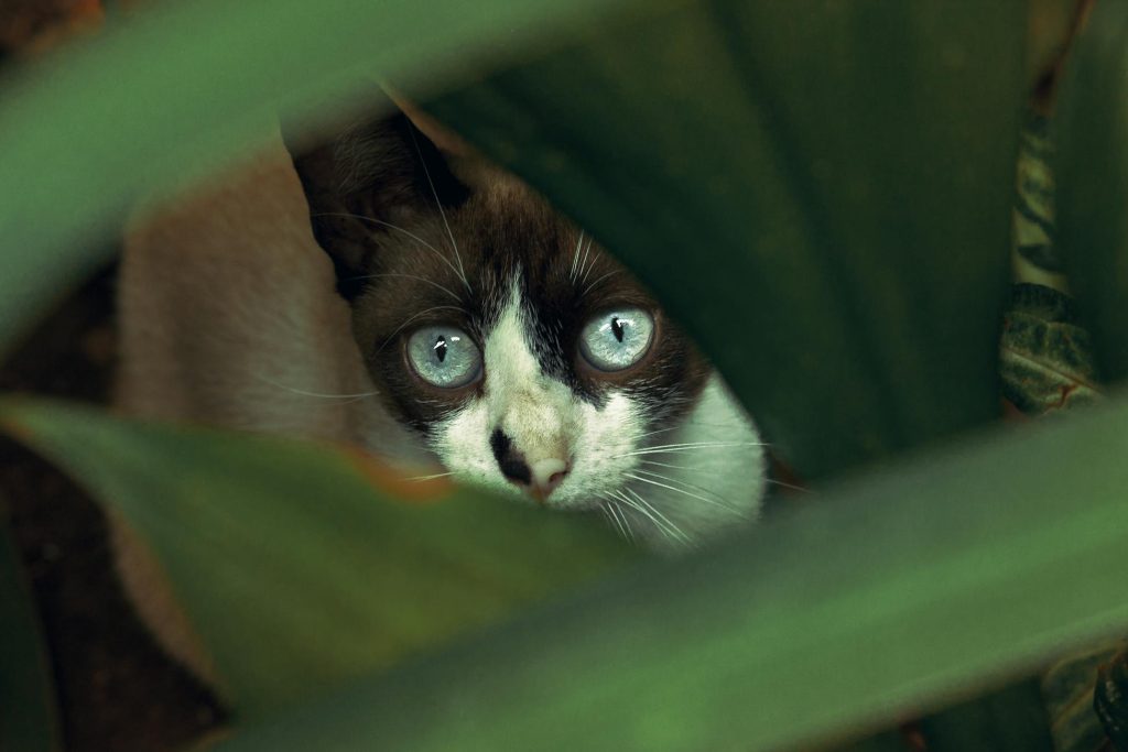 Зображення до статті від Thgusstavo Santana