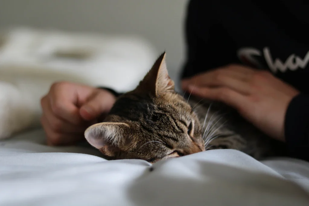 Як коти обирають «свою» людину для сну: роль запаху, звичок та безпеки Зображення до статті від Dana Nguyen