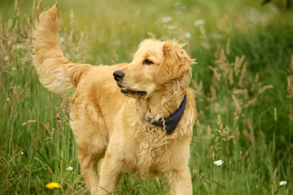 Таємна мова виляння: що насправді намагається сказати вам пес своїм хвостом Зображення до статті від Faber Leonardo