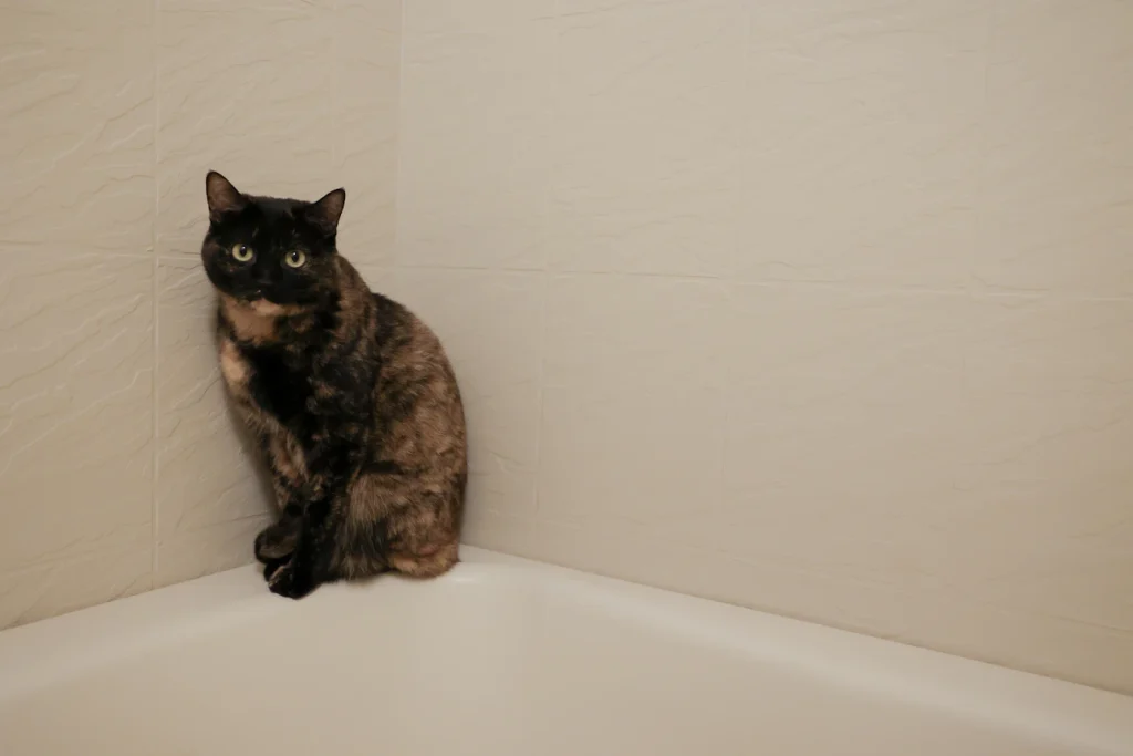 Ваш кіт ненавидить воду? Це не примха, а привіт із пустелі Зображення до статті від Nana Fuzimi