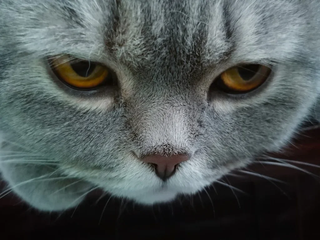 цікаві факти про котів — фото ілюстрація