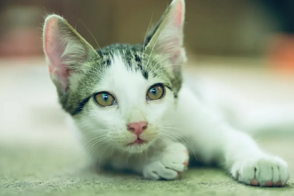 цікаві факти про котів — фото ілюстрація