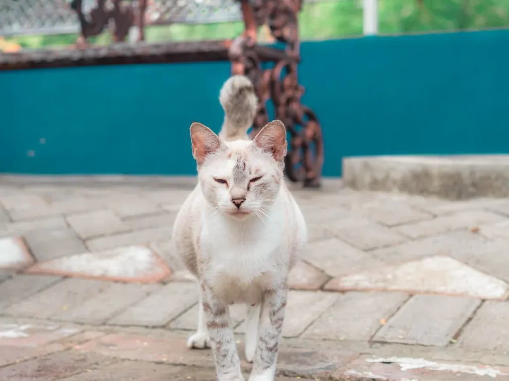 цікаві факти про котів — фото ілюстрація