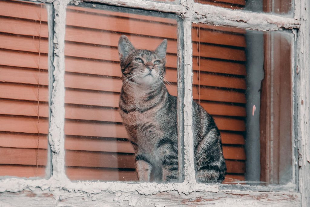 Зображення до статті від Claudio Mota