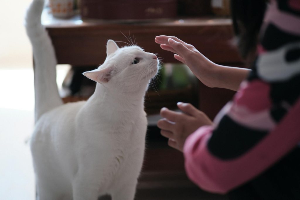 Зображення до статті від Jill Qin