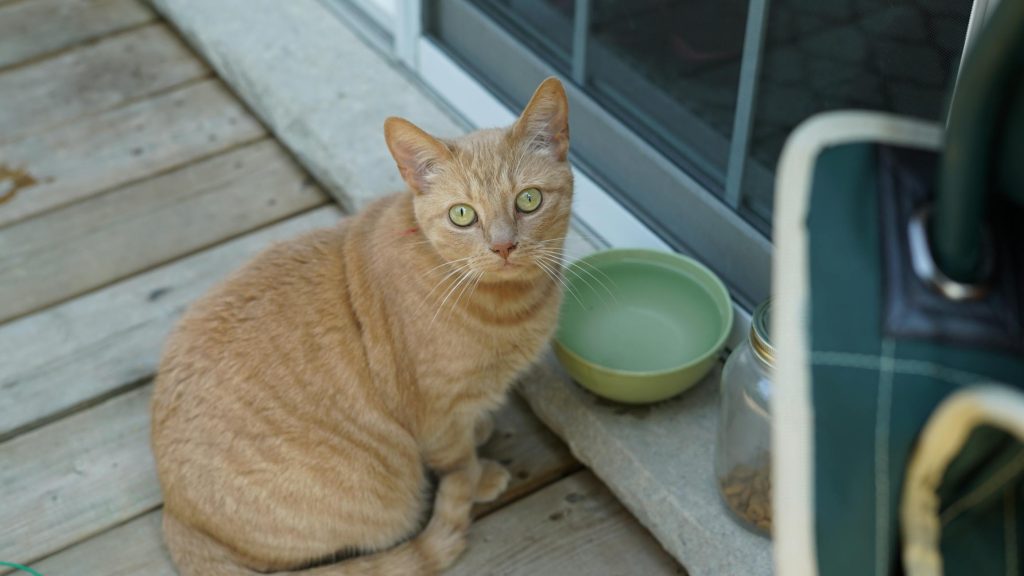 Зображення до статті від SaL your PaL