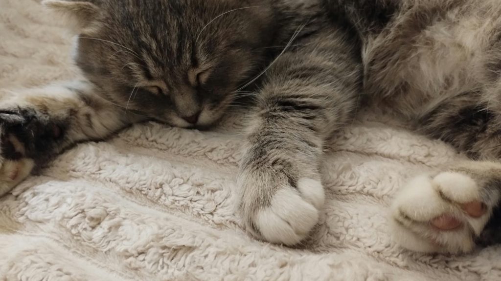 Зображення до статті від Elenka Guba