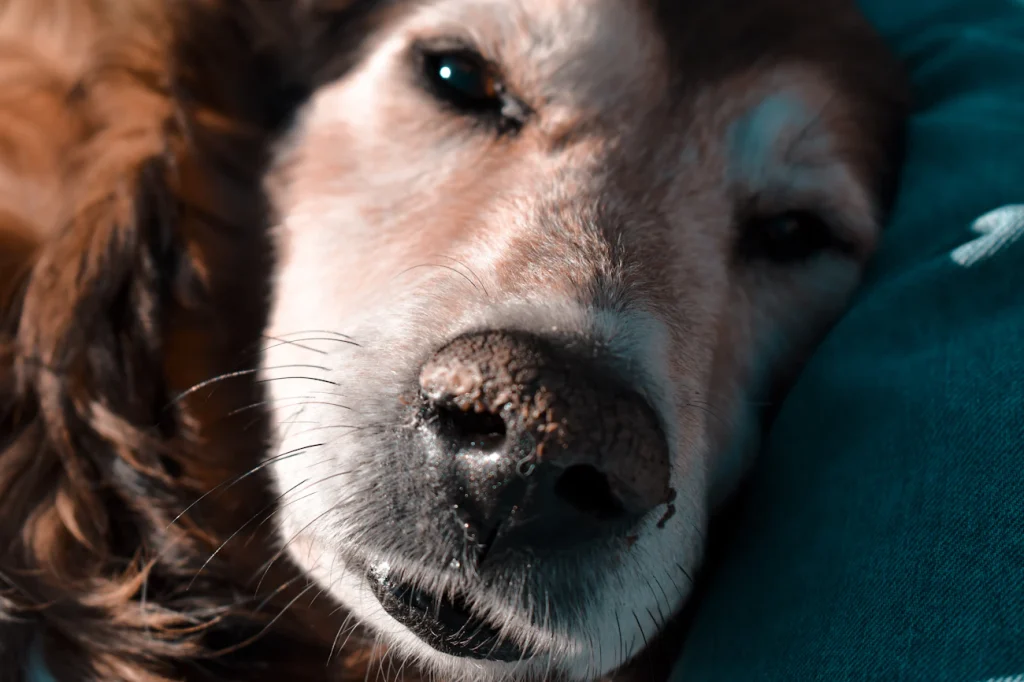 Зображення до статті від Agus Monteleone