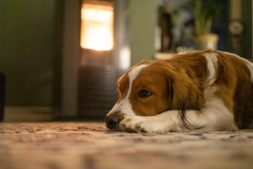 Зображення до статті від Maurice DT