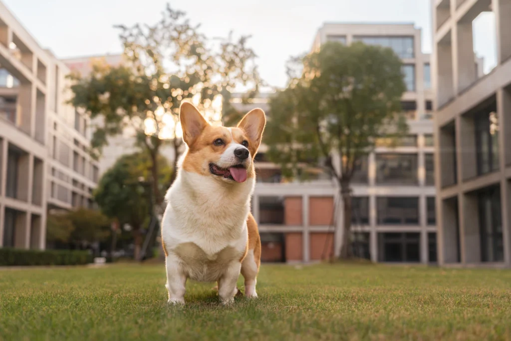 Зображення до статті від Alvan Nee