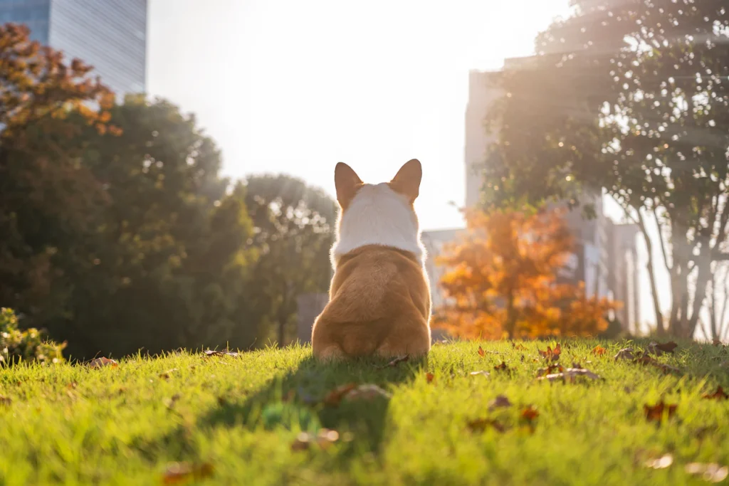 Зображення до статті від Alvan Nee